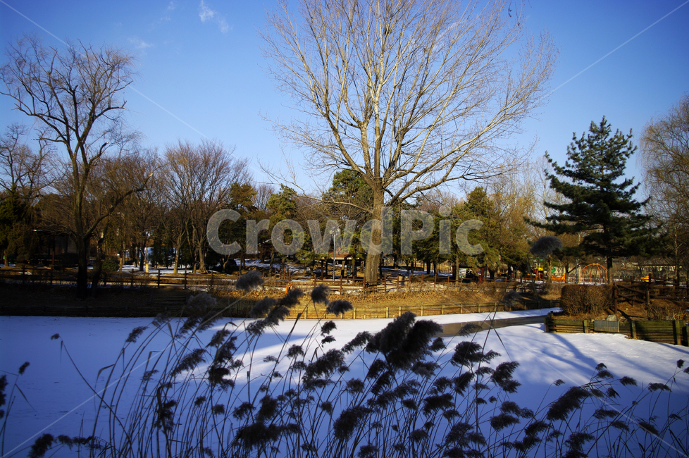 겨울,winter,풍경,설경,눈,나무,식물,plant,하늘,겨울,계절,winter,season,자연,풍경,nature,landscape,tree,fir,전나무