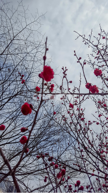 식물,나무,꽃,하늘,구름,식물,자연,plants,nature,꽃,flower