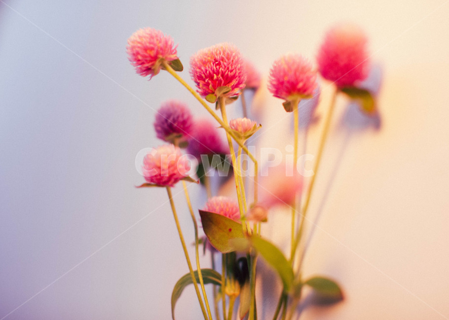 Cheonilhong,pretty,pink,nature,purple,beautiful flower,flower