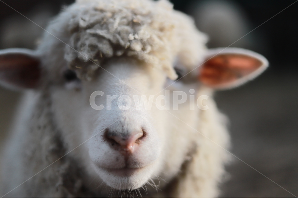 mammal,포유류,animal,동물,sheep,양,목장,어린양,새끼양,포유류,mammal