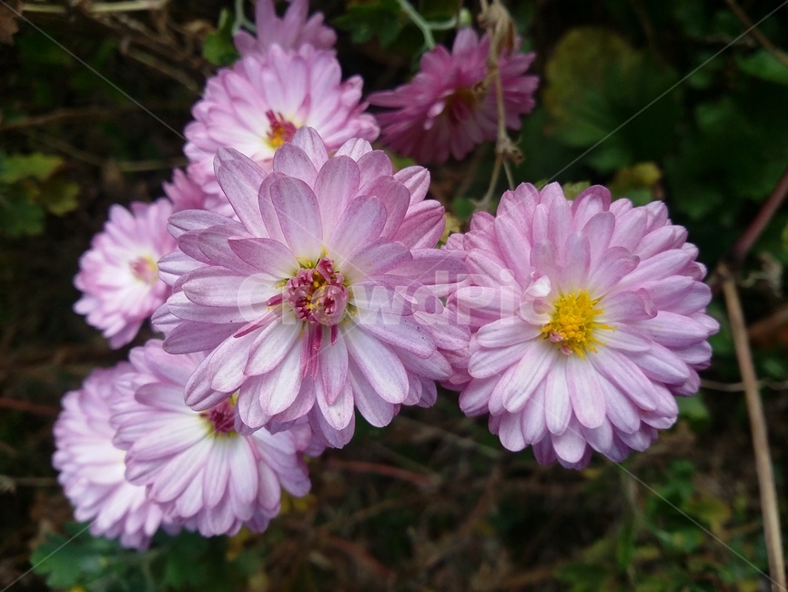 plant,식물,flower,국화,자연,꽃,식물,자연,plants,nature,꽃,flower