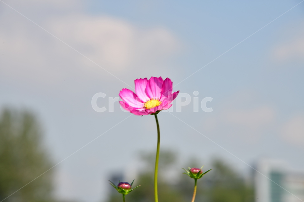 코스모스,가을,자연,꽃,꽃잎,식물,plant,plower,가을,계절,fall,autumn,season,식물,자연,plants,nature,꽃,flower