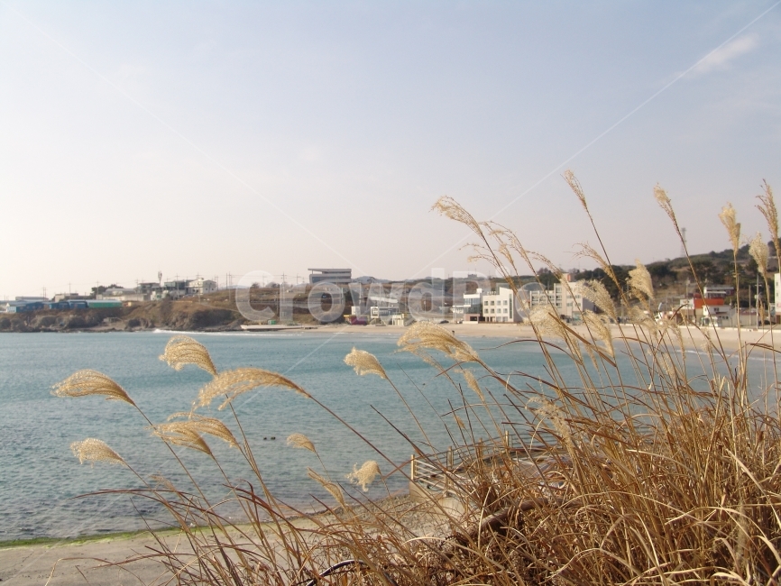 포항,구룡포해수욕장,바닷가,갈대,풍경,겨울,동해,겨울,계절,winter,season,해변,바다,beach,sea