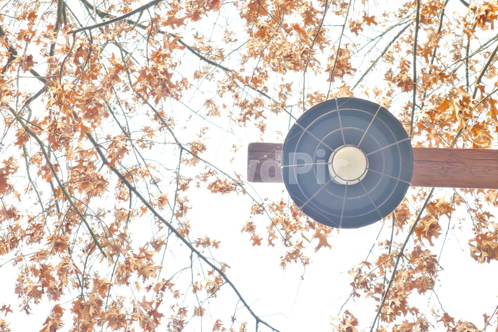 낙엽,가을,가로등,전등,디자인,잎,조명,감성,사물,물건,오브젝트,thing,object,matter