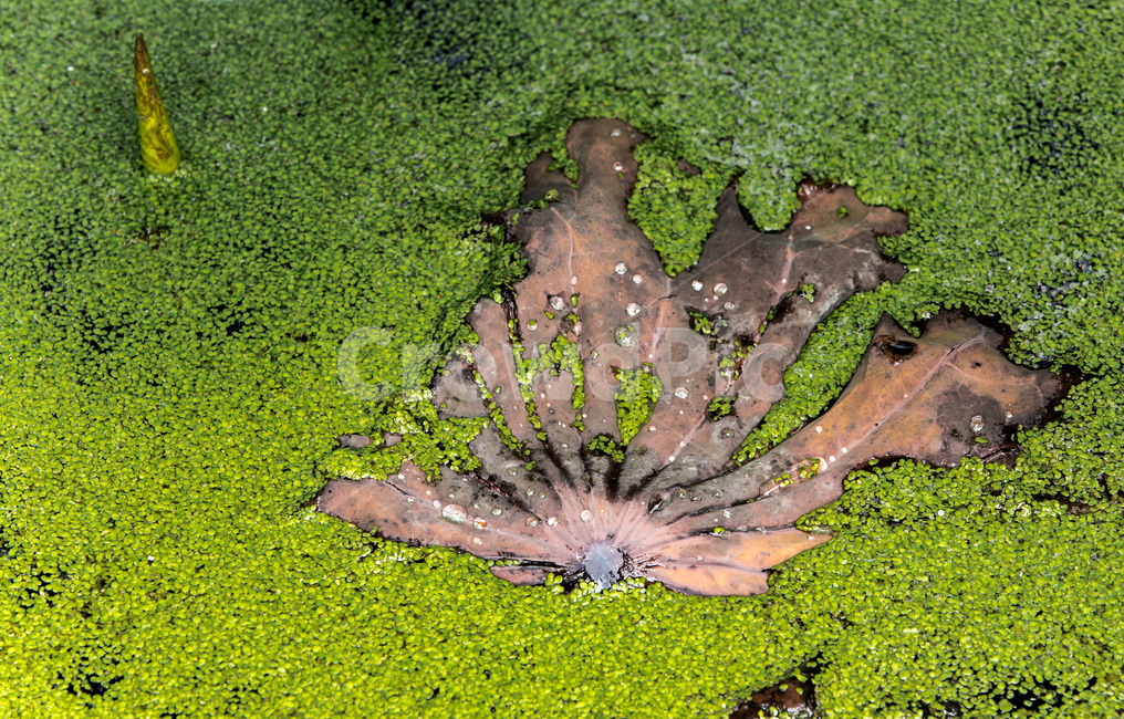 연잎,개구리밥,낙화,습지,자연,무늬,식물,자연,plants,nature
