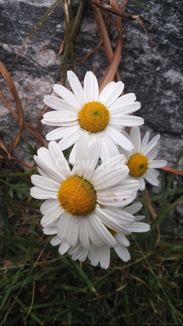꽃,식물,꽃잎,데이지,flower,daisy,흰색꽃,하얀꽃,들꽃,자연,정원