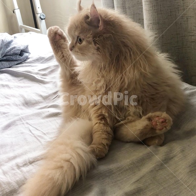 고양이,아메리칸컬,동물,cat,pet
