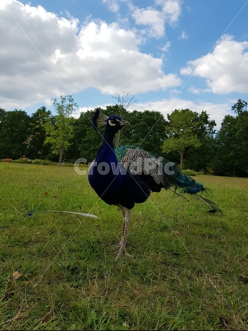 야생공작새,동물,공원,공작새,bird,새,animal,peacock,peafowl,phasianidae,aves,조류,새,birds