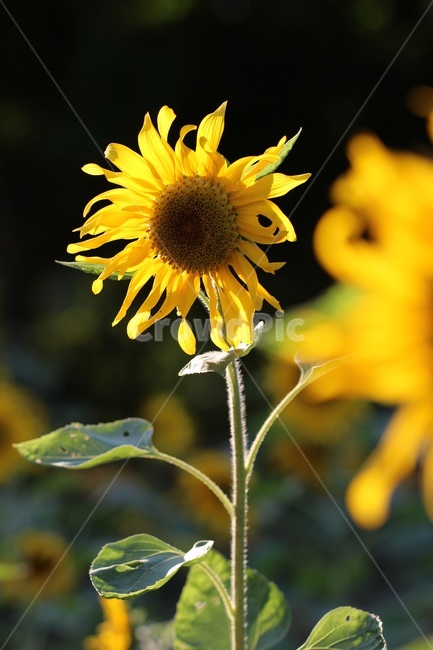 해바라기,꽃,노랑,가을,sunflower,flower,식물,자연,plants,nature,꽃,flower