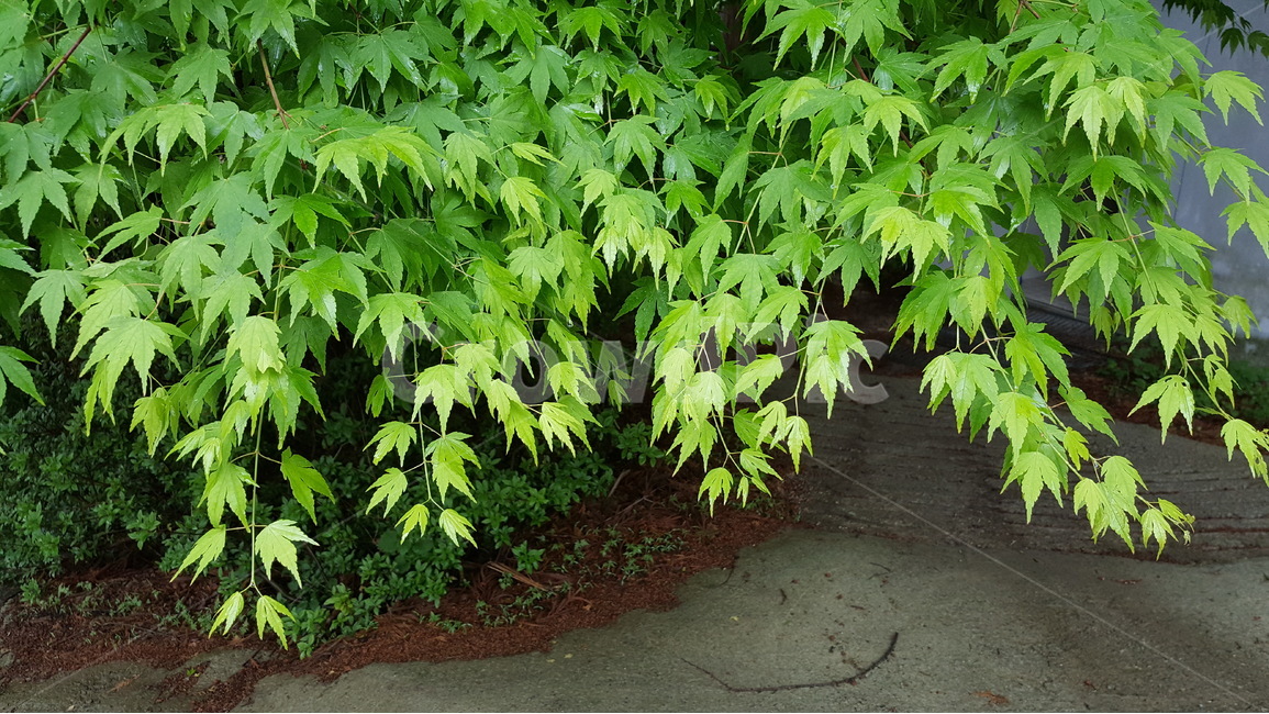 봄,식물,새싹,연두색,단풍나무,식물,자연,plants,nature