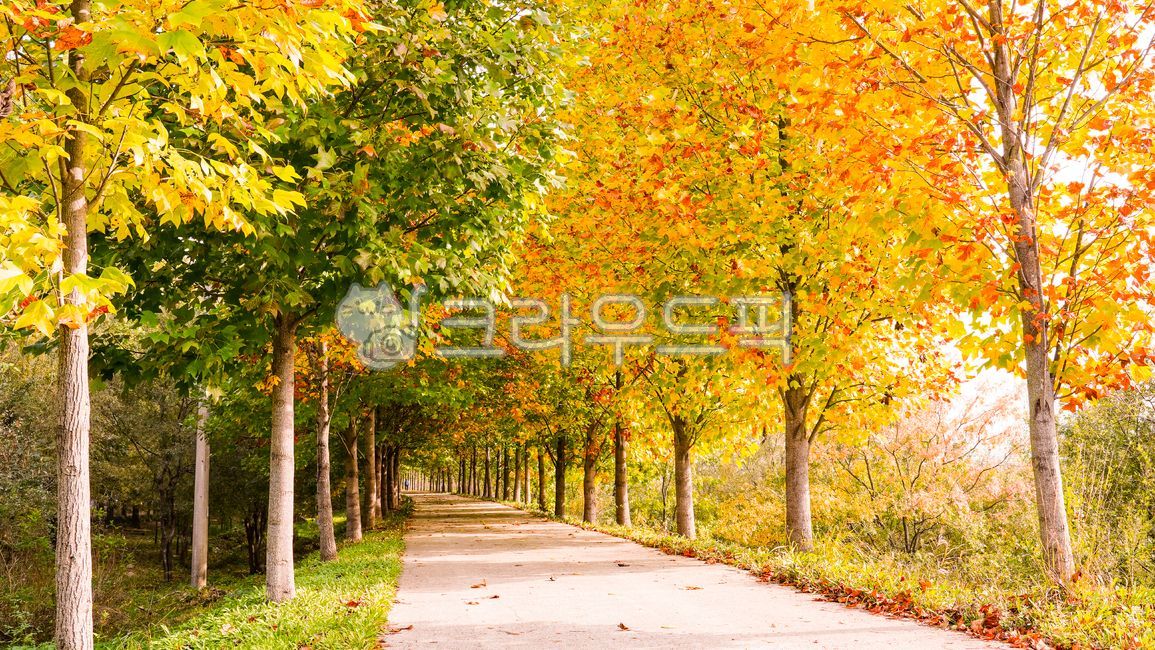 shadow,autumn foliage road,Lily tree road,Maple leaf,trail,tree trunk,fallen leaves,sight,Garosugil,season,Maple,nature,tree,yellow maple leaves,yellow leaves,leaf,sunlight,light,colonnade,plant,walking path,lily tree,autumn