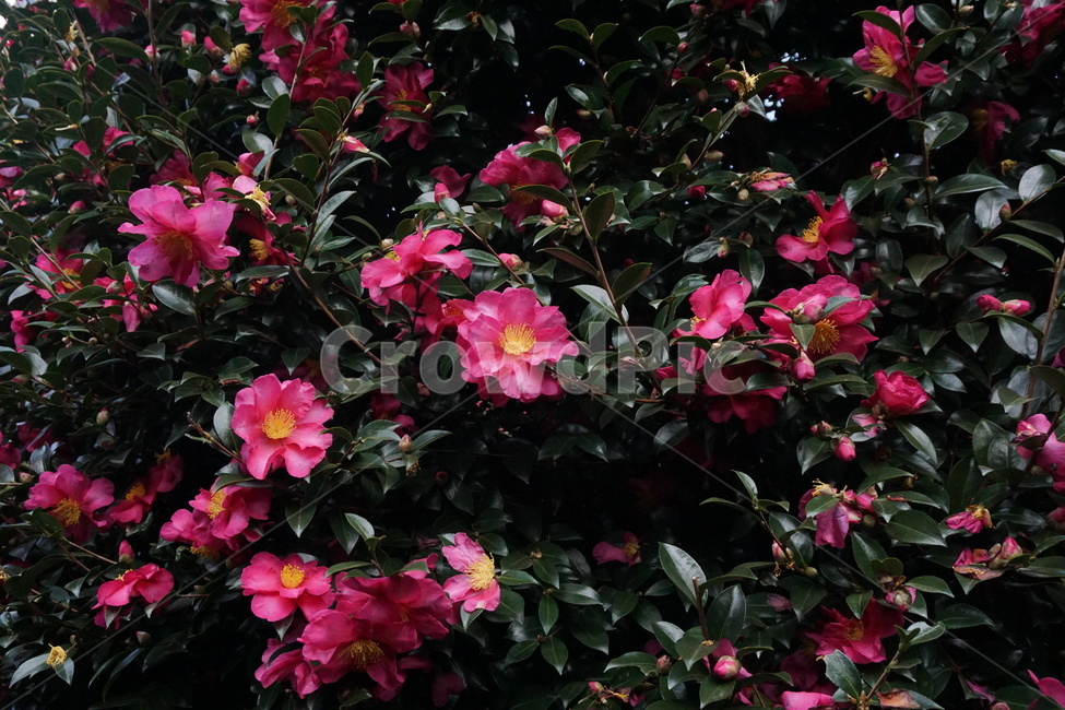 꽃,동백,flower,분홍,빨강,plant,식물,blossom,나무,아름다움,자연,nature,식물,자연,plants,nature,꽃,flower
