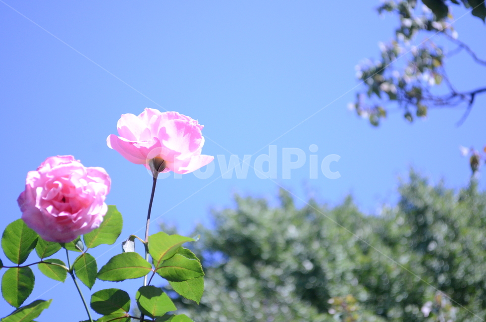 blossom,꽃,flower,장미,rose,식물,마당,맑음,하늘,분홍색,pink,핑크,감성,초록,싱그러움,풍경,봄