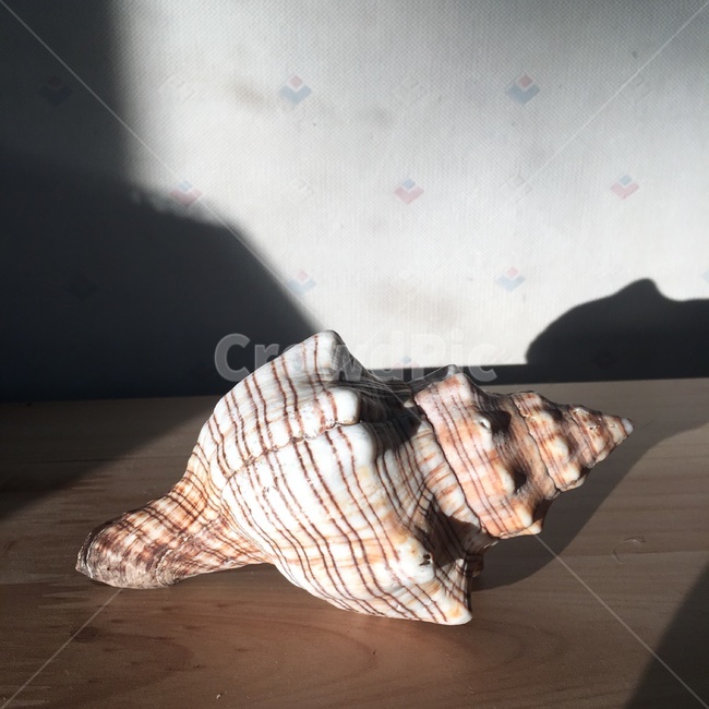 소라,누끼,여름,조개,썸머,summer,shell,장식,바다,인테리어,실내디자인,interior design,사물,물건,오브젝트,thing,object,matter