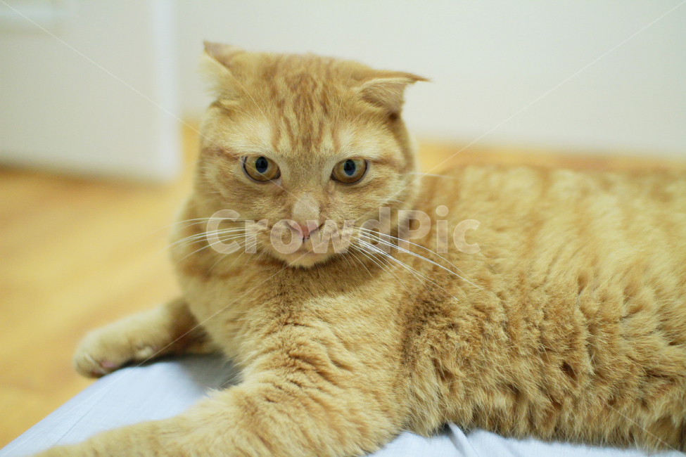 고양이,실내,동물,귀여운,치즈냥,동글,스코티쉬폴드,장화신은고양이,동물,animal,포유류,mammal,고양이,cat,kitten,kitty