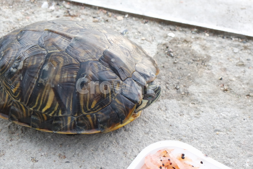 거북이,민물거북이,옐로우벨리터,tortoise,turtle,남생이,동물,animal,파충류,양서류,reptile,amphibian