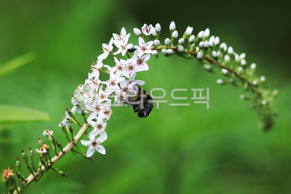 화초,야생화,큰까치수염,꽃,호랑꽃무지