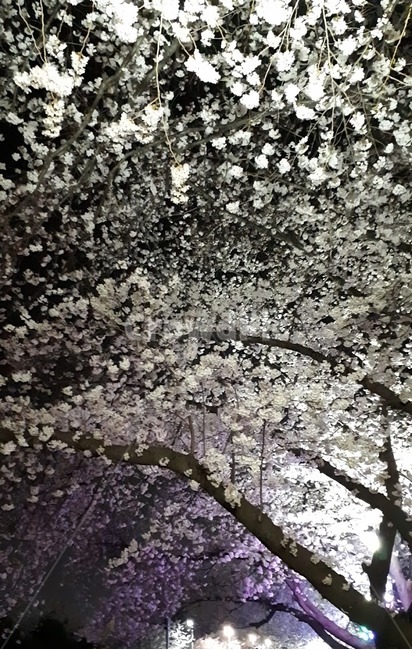 봄,벚꽃,밤벚꽃,벚꽃나무,벚꽃놀이,밤에핀꽃,하늘,봄꽃,flower