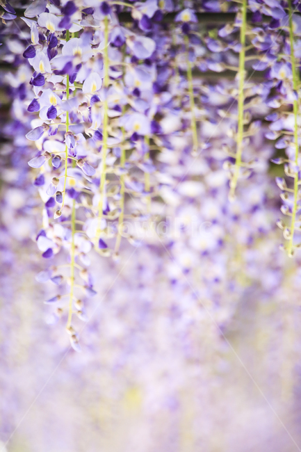 봄남,등꽃,낭만,감성,보라,식물,자연,plants,nature,꽃,flower