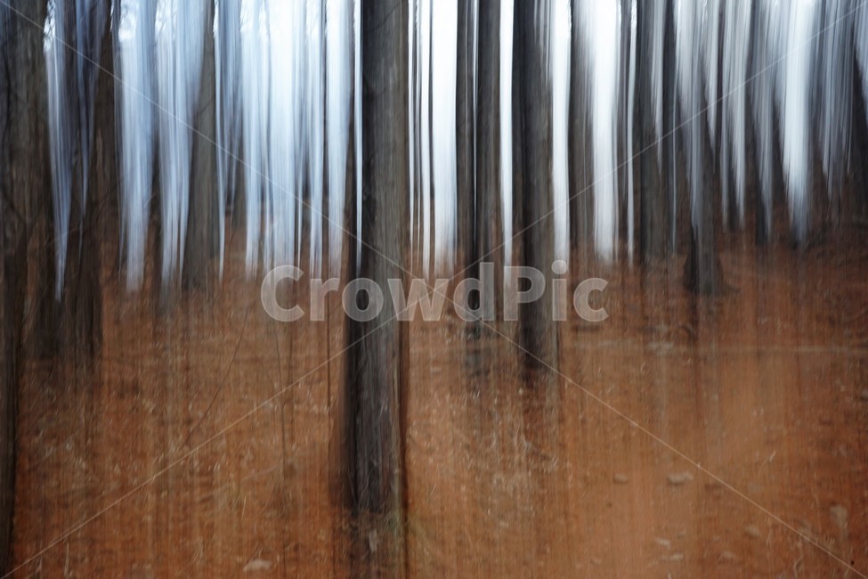 장노출,메타세콰이어숲,나무,자연,환상적,몽환적,배경사진,trees,nature,shutterspeed,longexposure,fantastic,식물,자연,plants,nature,나무,trees,wood