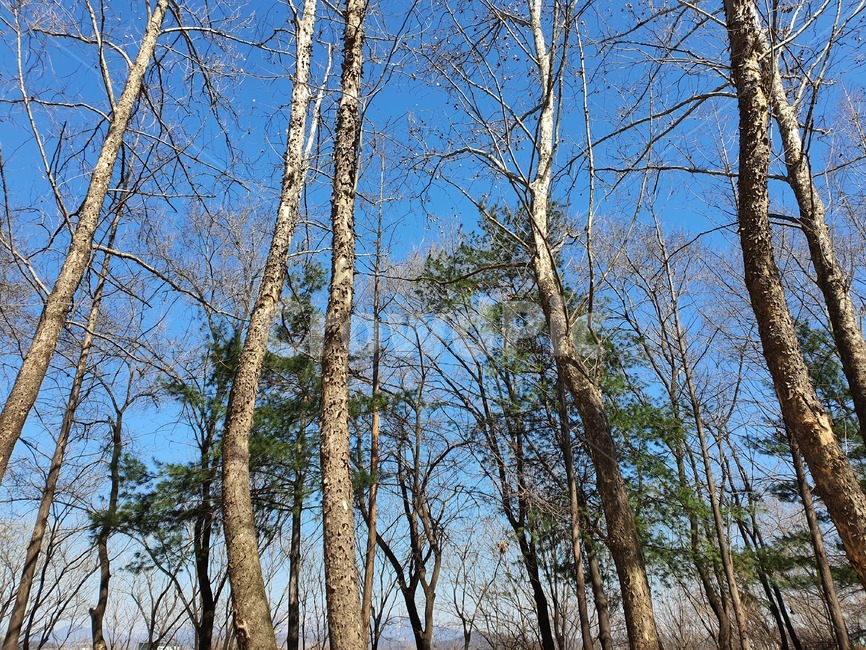 나무,하늘,겨울,나뭇가지,자연,풍경,tree,plant,treetrunk,나무줄기