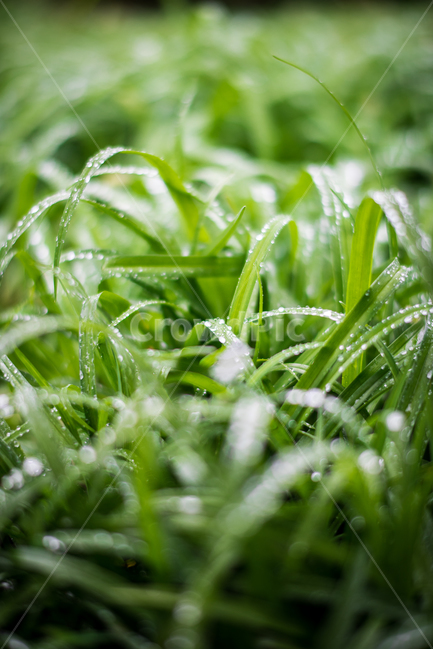 잡초,풀,초록색,물방울,이슬,빗방울,식물,자연,plants,nature