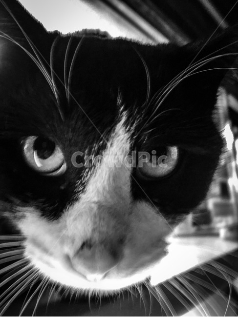 흑백사진,고양이,대비강한,길고양이,동물,animal,cat,pet,애완동물,동물,animal,포유류,mammal,고양이,cat,kitten,kitty,흑백,모노톤,monochrome,black and white