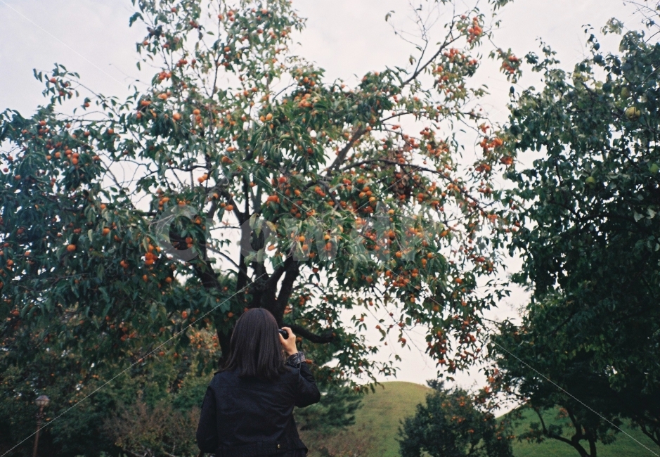 경주,경주여행,여행,여행사진,감나무,필름카메라,필름사진,travel,travelphoto,filmcamera,filmphoto,filmphotography,사람,인물,인간,human,person,여성,여자,woman,female,lady,감성,sensible,feeling