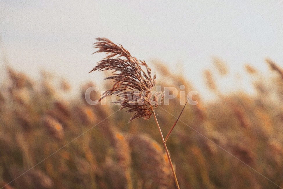 갈대,갈대밭,감성,가을,아웃포커싱,가을,계절,fall,autumn,season