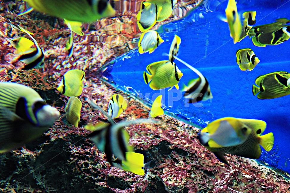 물고기,아쿠아리움,수족관,물,어패류,동물,animal,어류,물고기,fish