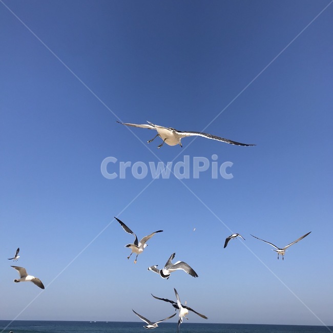 flock,대군,animal,동물,bird,새,flying,나는,동물,animal,조류,새,birds