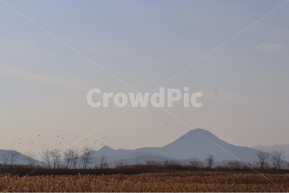 순천만,철새,새,새떼,자연,신비한,겨울,야생,조류,이동,철새떼,bird,하늘,갈대숲,순천만습지,갈대,sky,migratorybird,migrant