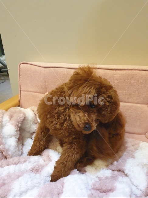 강아지,귀여운,토이푸들,푸들,개