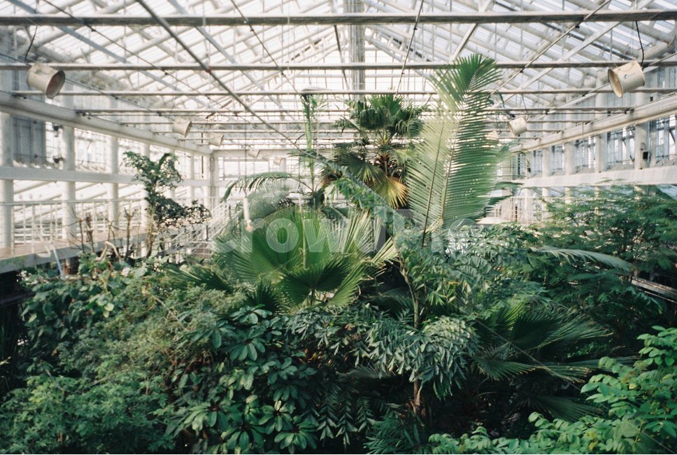 동궁원,경주동궁원,식물원,식물,나무,잎,나뭇잎,경주식물원,필름사진,식물,자연,plants,nature