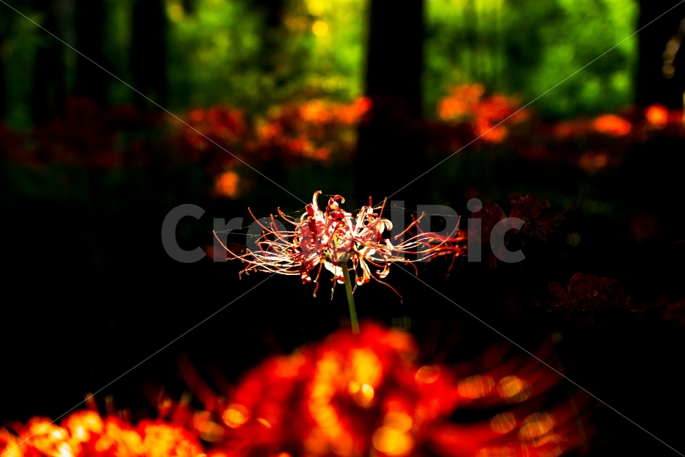 선운사,꽃무릇,식물,꽃,한송이,식물,자연,plants,nature,꽃,flower,휴식,힐링,rest,relaxation,healing