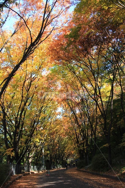 숲,가을,autumn,단풍,낙엽,사람,나무,가을,계절,fall,autumn,season