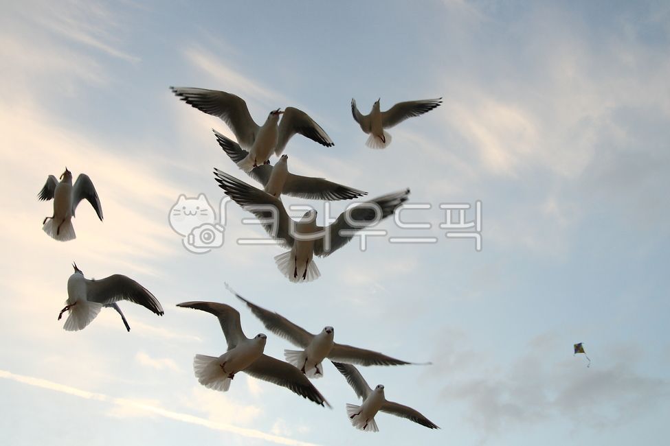 새,갈매기,하늘,새떼,구름,bird,동물,동물,animal,조류,새,birds
