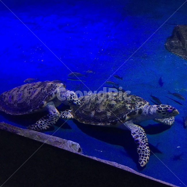 거북이,동물,아쿠아리움,엉금엉금,바다동물,파충류,양서류,reptile,amphibian