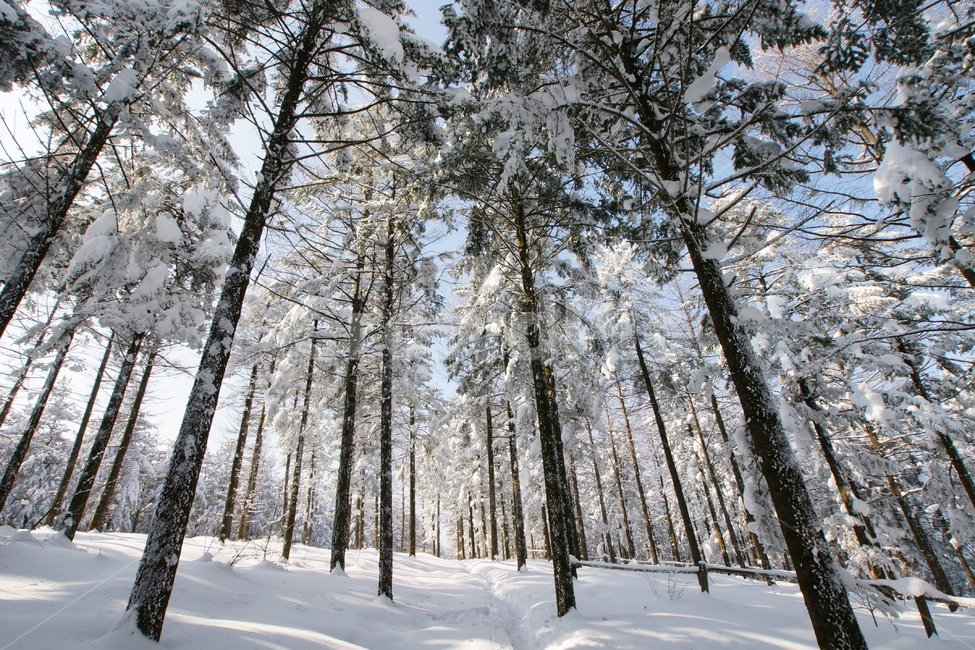 plant,tree,나무,전나무,nature,자연,눈,겨울,설국,겨울,계절,winter,season,자연,풍경,nature,landscape
