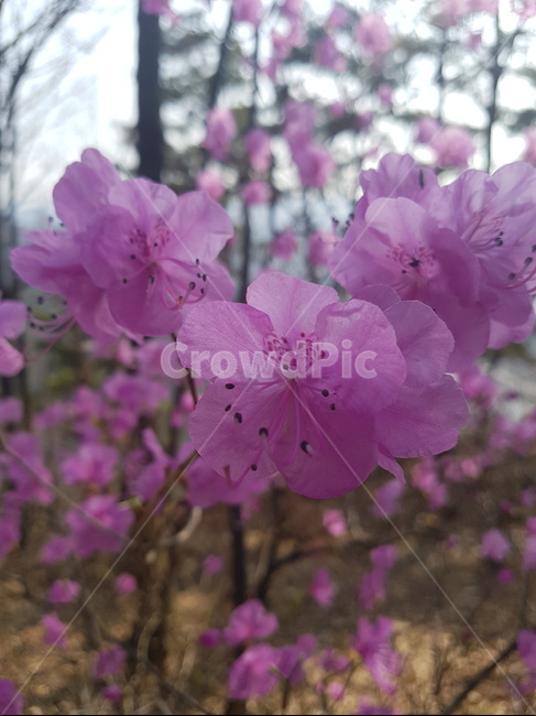 flower,꽃,진달래,진달래꽃,봄꽃,식물,자연,plants,nature,꽃,flower