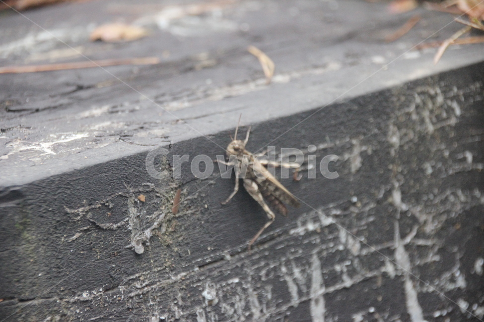 귀뚜라미,곤충,insect,자연,나무