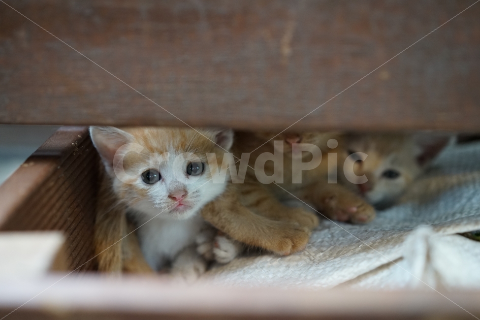 Korean Shorthair,kitten,cat,nose short,animal