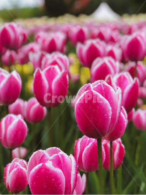 plant,식물,flower,blossom,꽃,튤립,튤립축제,식물,자연,plants,nature,꽃,flower