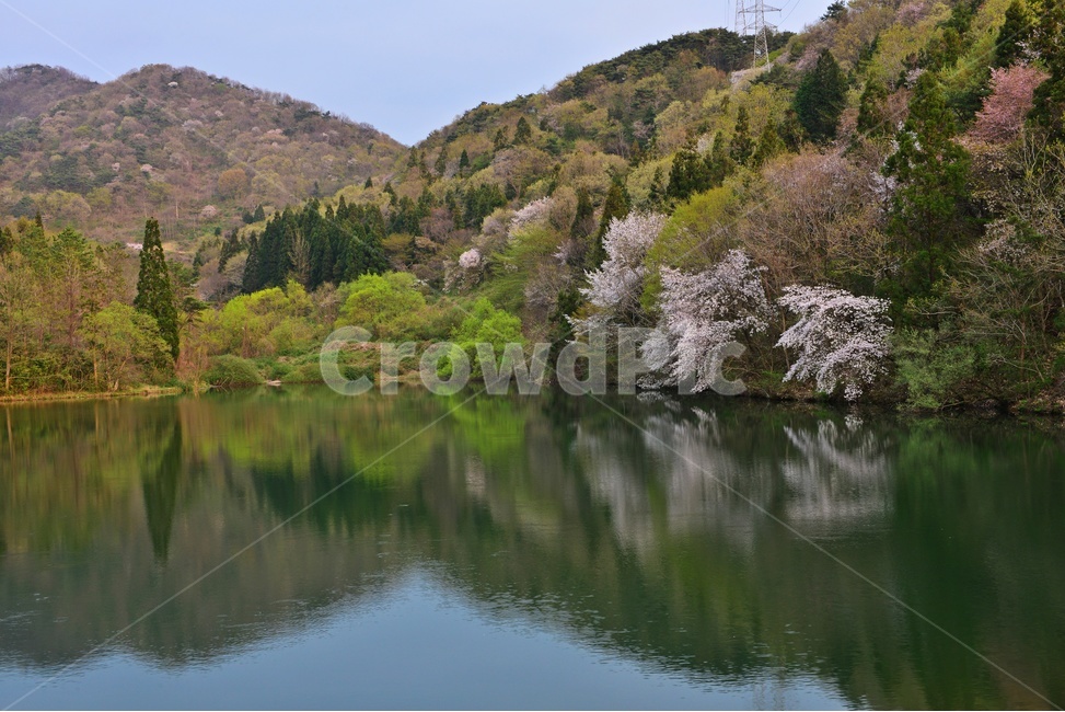 전남,화순,세량지,세량제,봄,저수지,반영,벚꽃,산,nature,자연,outdoors,옥외,초록,봄,계절,spring,season,자연,풍경,nature,landscape,한국자연풍경,한국자연경관,korea nature landscape