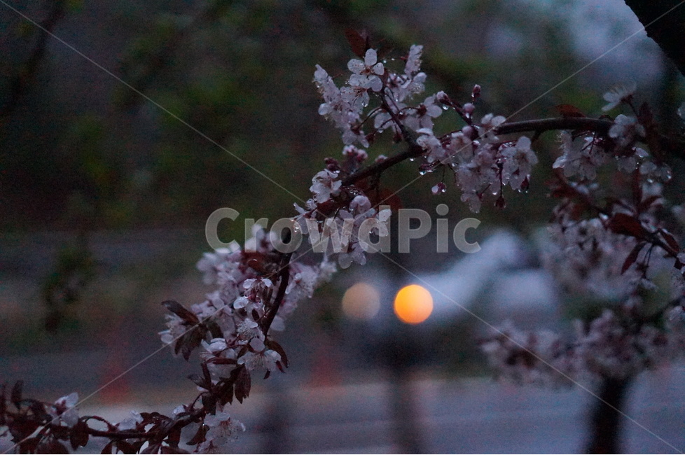 매화꽃,봄,밤,불빛,흰색,봄,계절,spring,season,야경,밤,풍경,nightscape,night,landscape,식물,자연,plants,nature,꽃,flower,비,비오는날,rain,rainy,plant,blossom