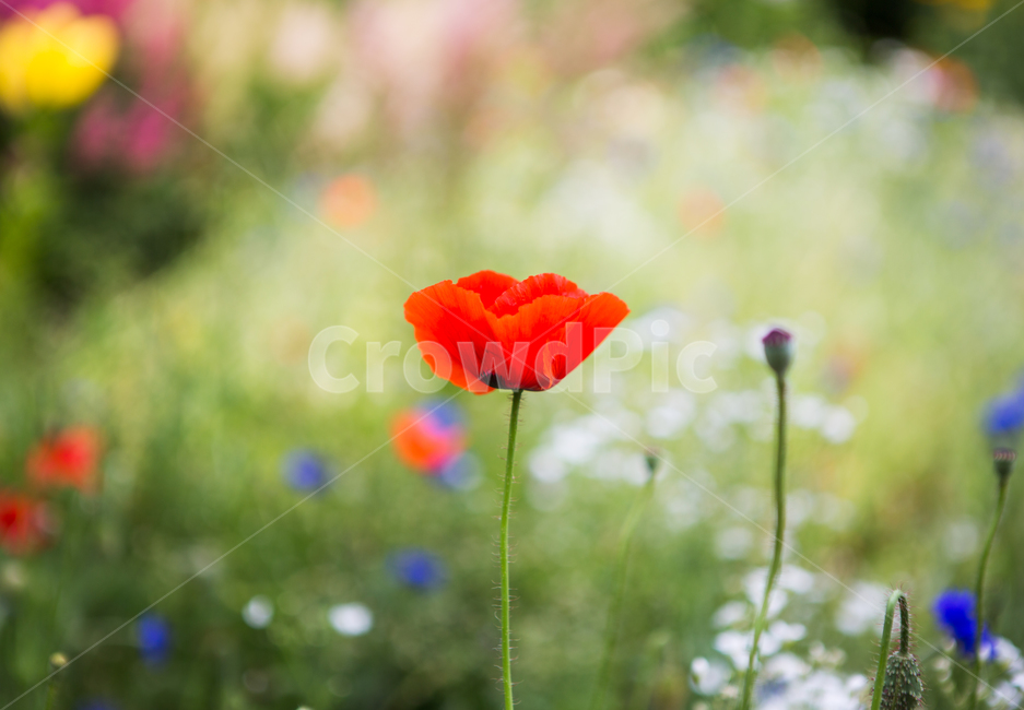 아침고요수목원,양귀비,여름,식물,자연,nature,수목원,휴식,힐링,healing,꽃,flower,korea,빨강,식물,자연,plants,nature,꽃,flower
