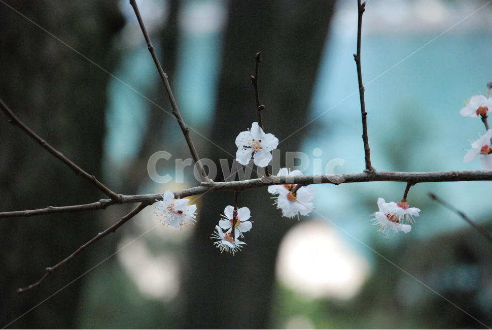 꽃,벚꽃,매화,봄,겨울,봄꽃,겨울꽃,꽃잎,flower,cherryblossom,spring,winter,식물,자연,plants,nature,꽃,flower