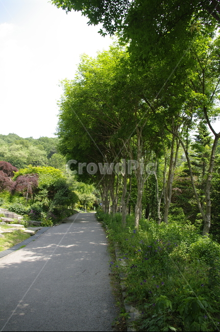 초록,나무,잎,식물,plant,계절,봄,spring,자연,풍경,nature,landscape,outdoors,옥외,arbour,정자,garden,정원