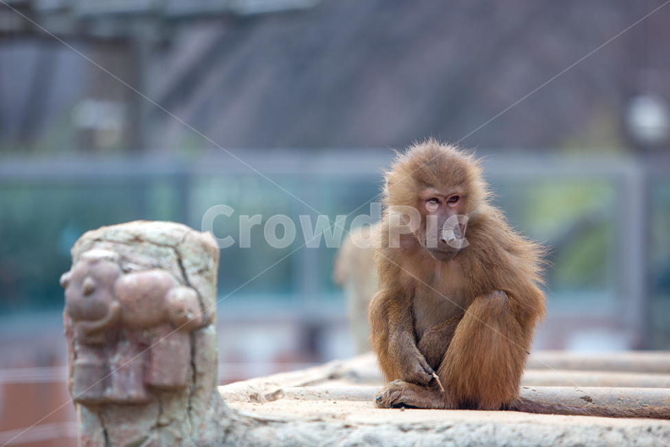 monkey,wildlife,야생생물,mammal,animal,동물,원숭이,동물원,우리,1마리,한마리,포유류,영장류,몽키,유인원