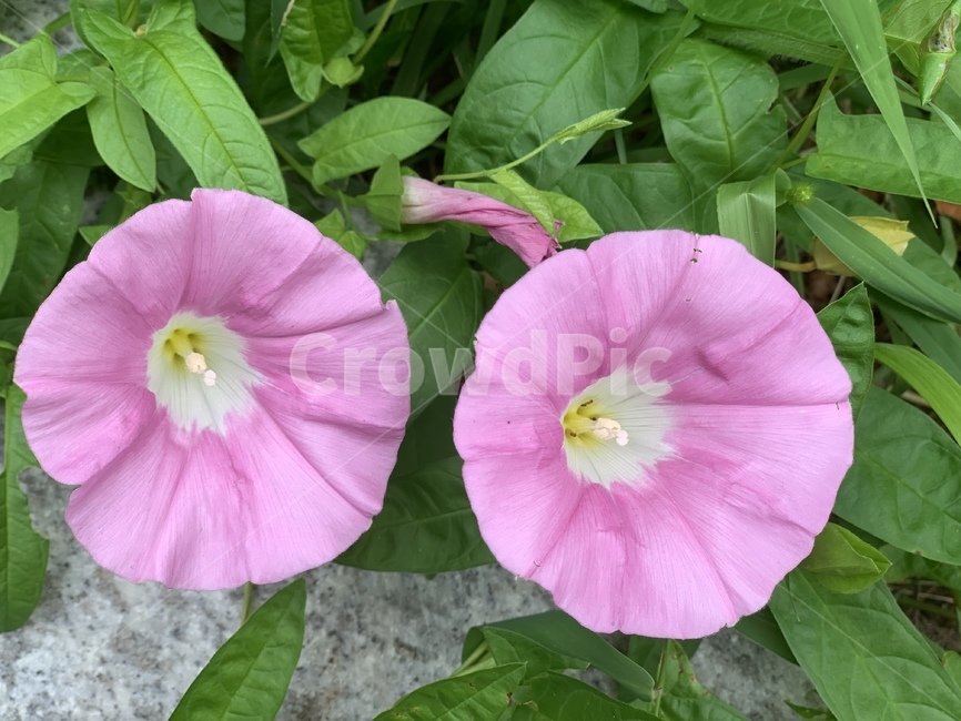 나팔꽃,꽃,식물,flower,plant